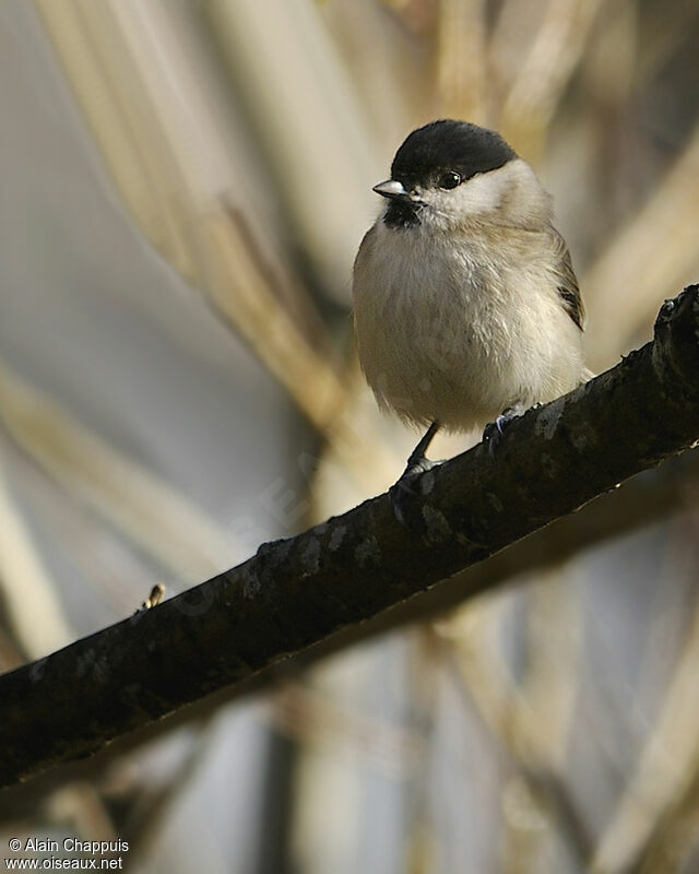 Mésange nonnetteadulte, identification