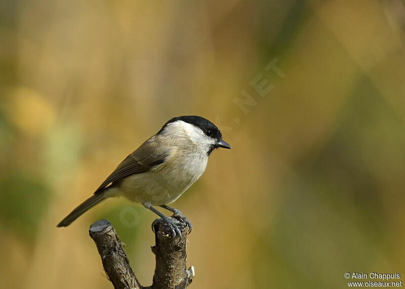 Marsh Titadult, identification, Behaviour