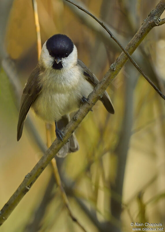 Mésange nonnette1ère année, identification, Comportement