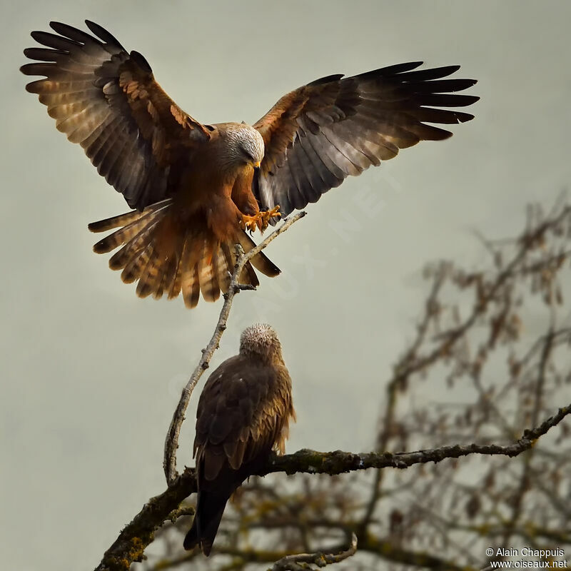 Black Kiteadult, Flight