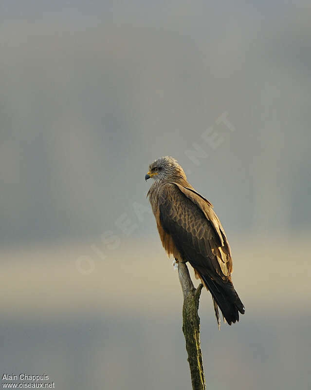 Black Kiteadult, identification