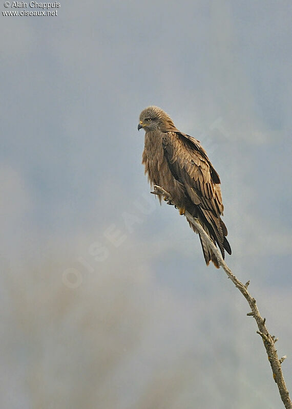 Black Kiteadult, identification, Behaviour