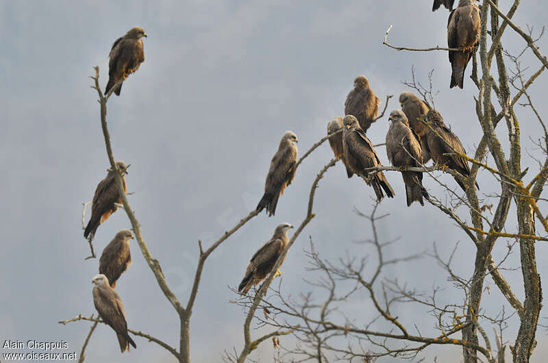 Black Kiteadult, Behaviour