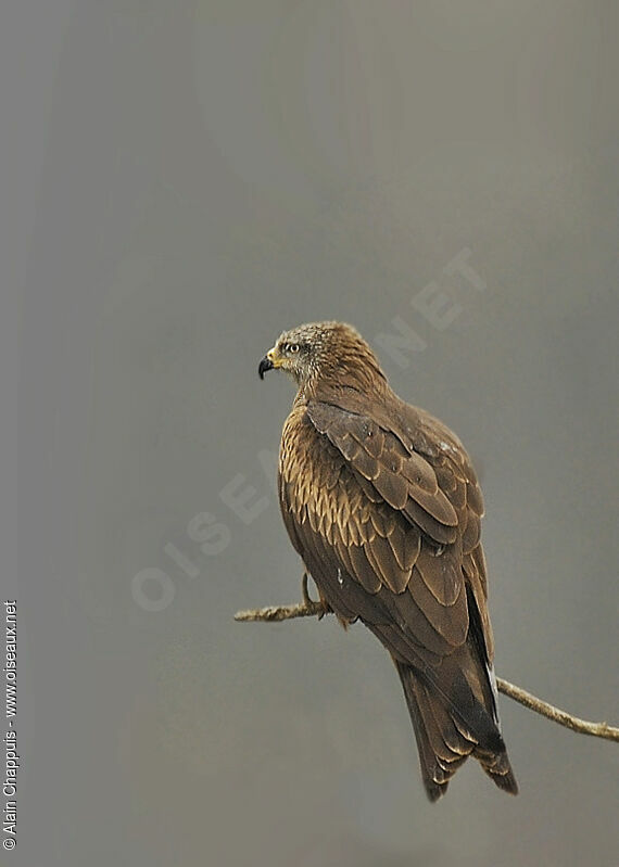 Black Kiteadult, identification