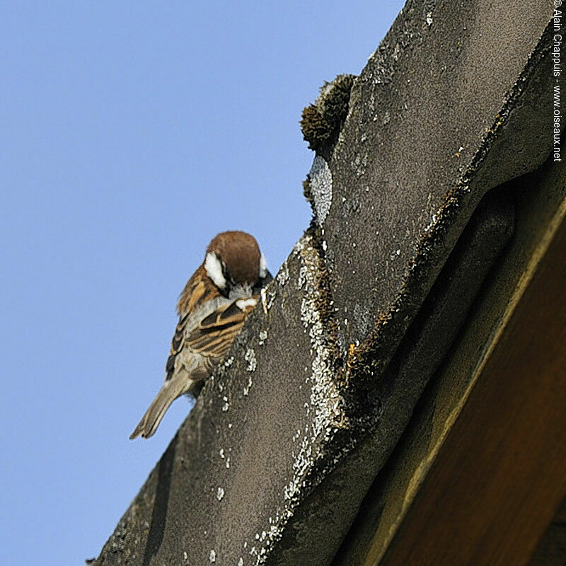 Moineau cisalpin mâle adulte nuptial, identification, Comportement