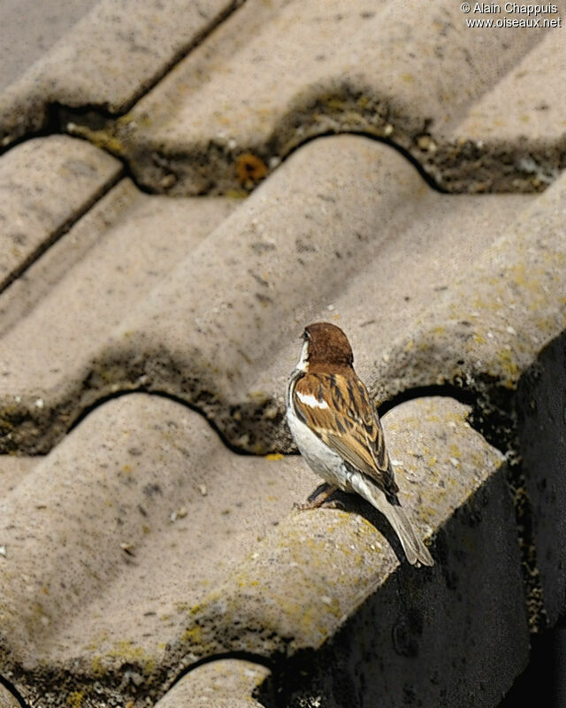 Moineau cisalpin mâle adulte nuptial, identification, Comportement