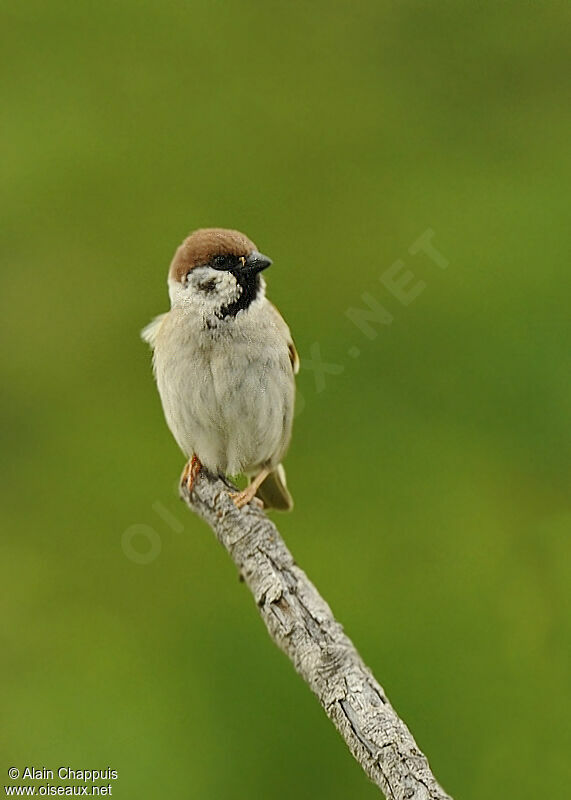 Moineau friquetadulte nuptial, identification, Comportement