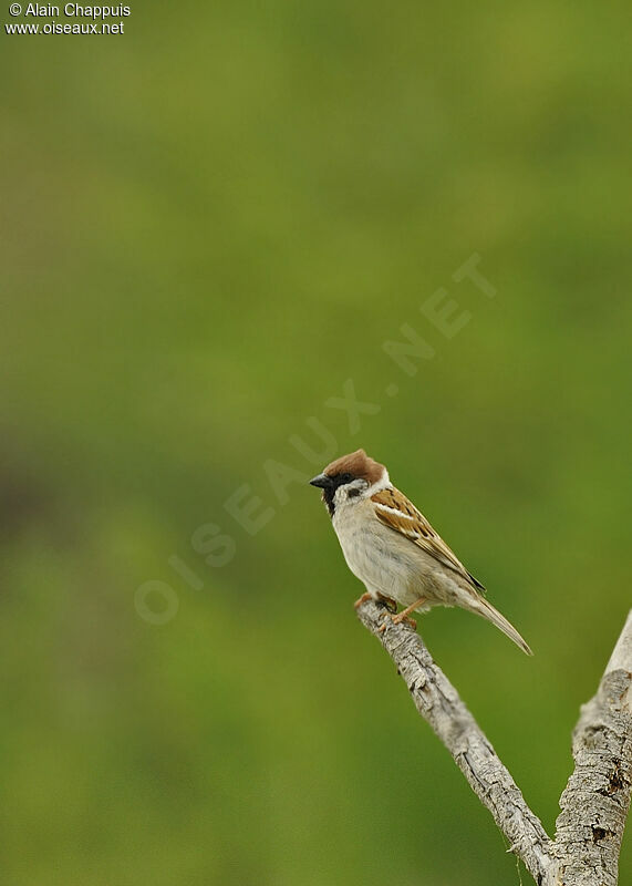 Moineau friquetadulte nuptial, identification, Comportement