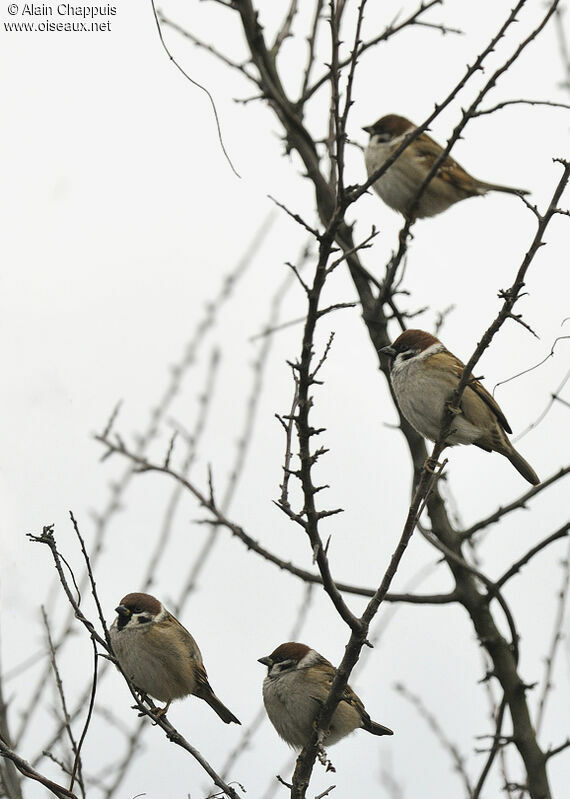 Moineau friquetadulte, identification, Comportement