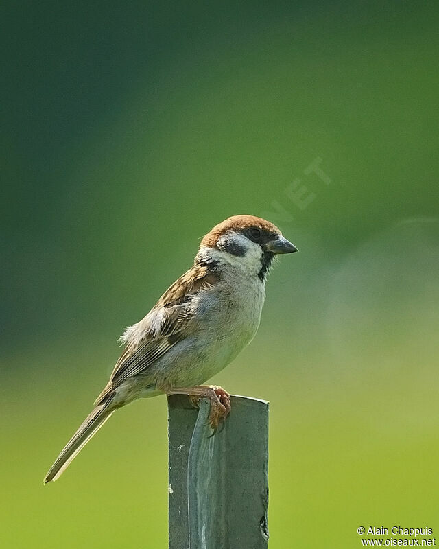 Moineau friquetadulte, identification, Comportement