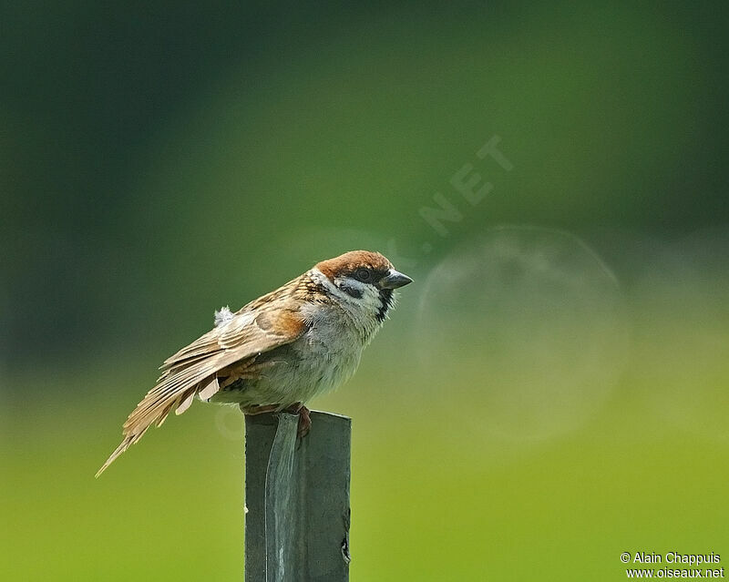 Moineau friquetadulte, identification, Comportement