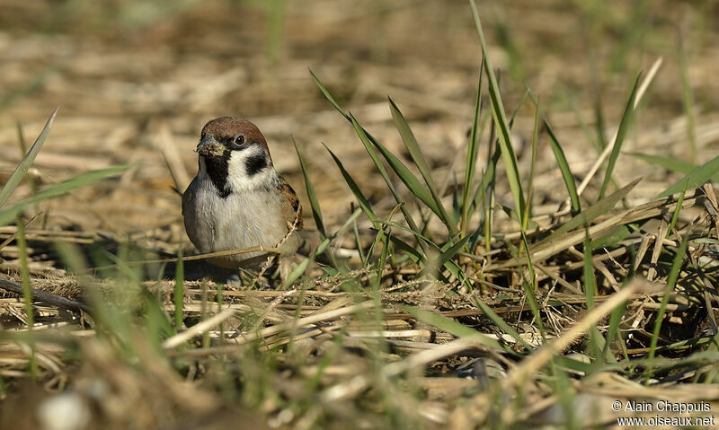 Moineau friquetadulte, identification, Comportement