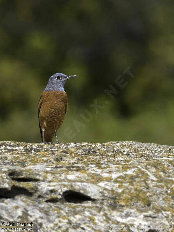 Common Rock Thrush male adult, identification, close-up portrait