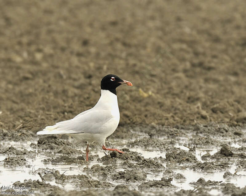 Mouette mélanocéphaleadulte nuptial, Comportement