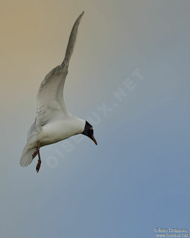 Mouette mélanocéphaleadulte nuptial, identification, Vol, Comportement