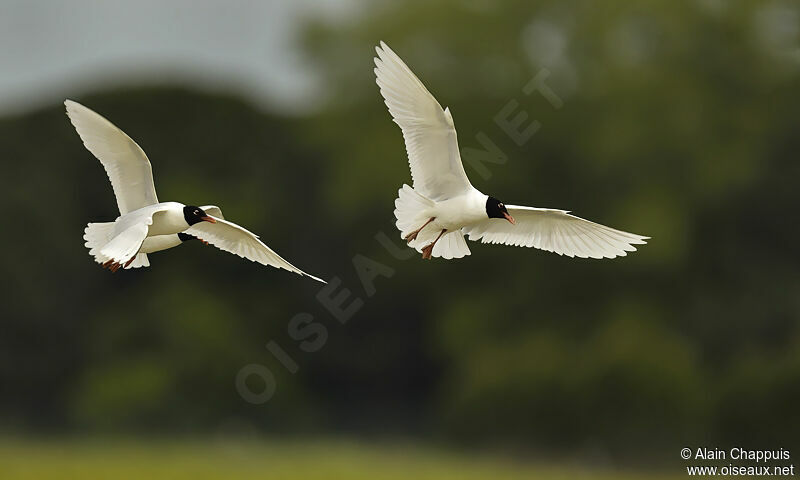 Mediterranean Gull, identification, Flight, Behaviour