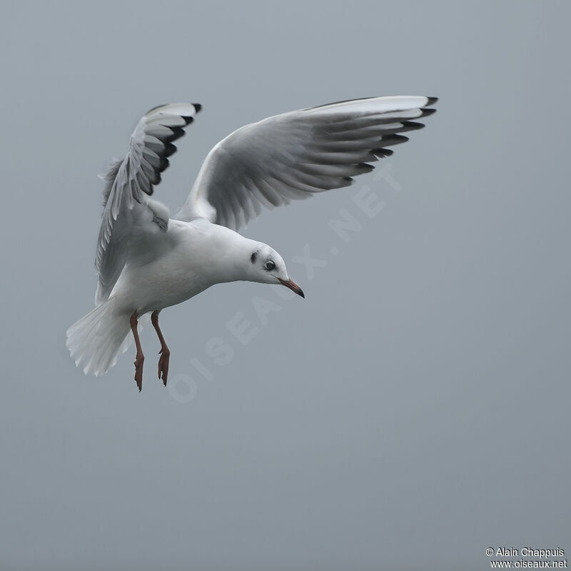 Black-headed Gulladult, identification, Flight, Behaviour