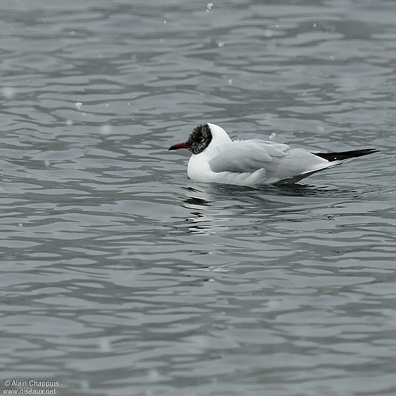 Mouette rieuse, identification, Comportement