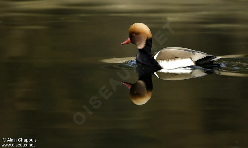 Nette rousse mâle adulte nuptial