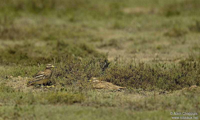 Eurasian Stone-curlewadult, identification, Reproduction-nesting, Behaviour