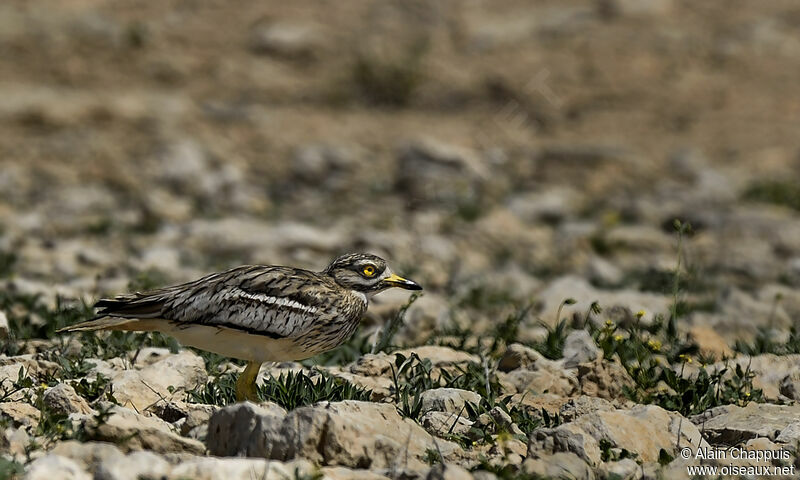 Eurasian Stone-curlewadult, identification, Behaviour