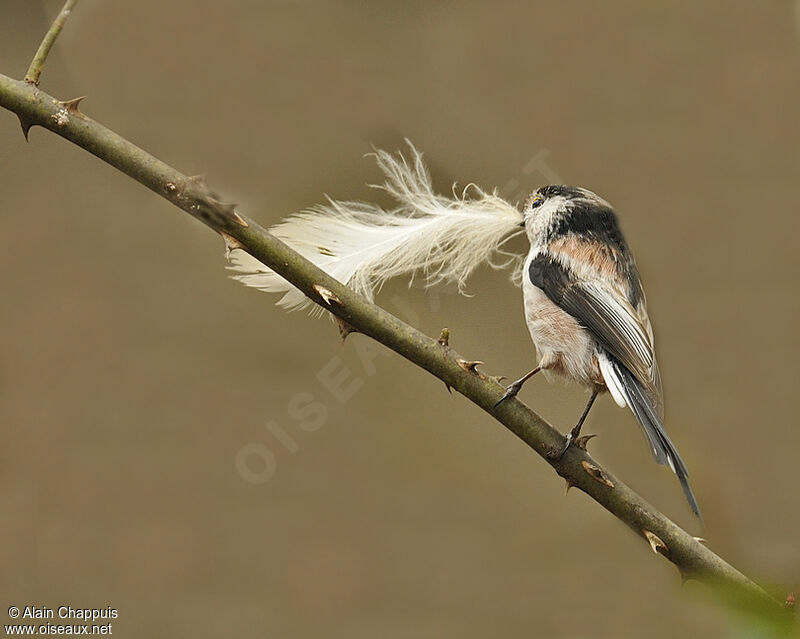 Long-tailed Titadult, identification, Behaviour