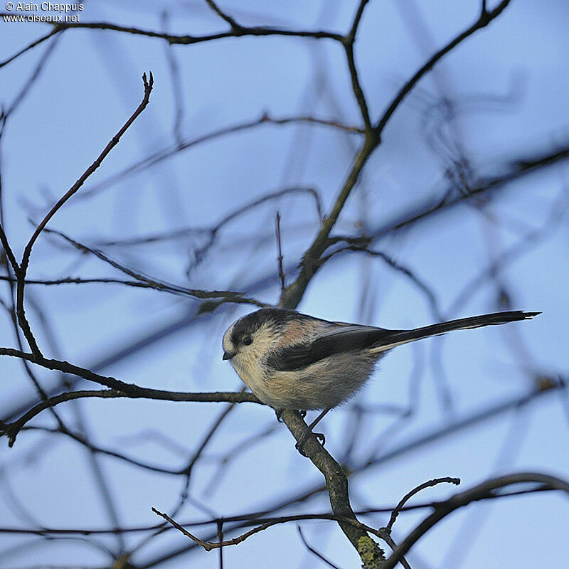 Long-tailed Titadult, identification