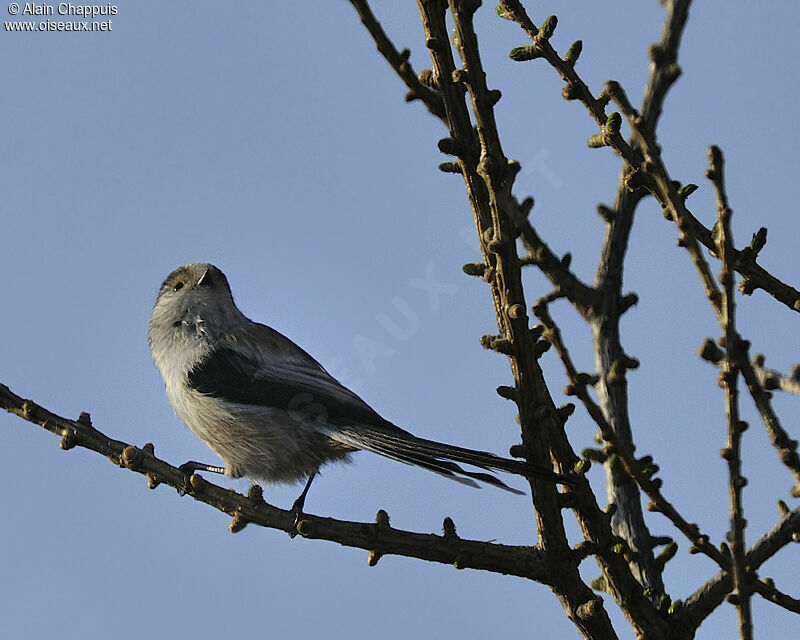 Long-tailed Titadult, identification