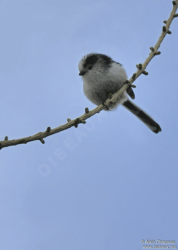 Long-tailed Titadult, identification