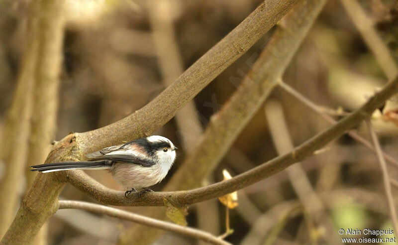 Long-tailed Titadult, Behaviour