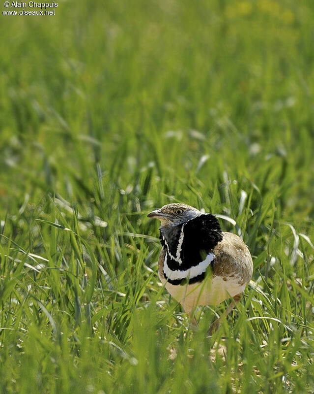 Little Bustard male adult breeding