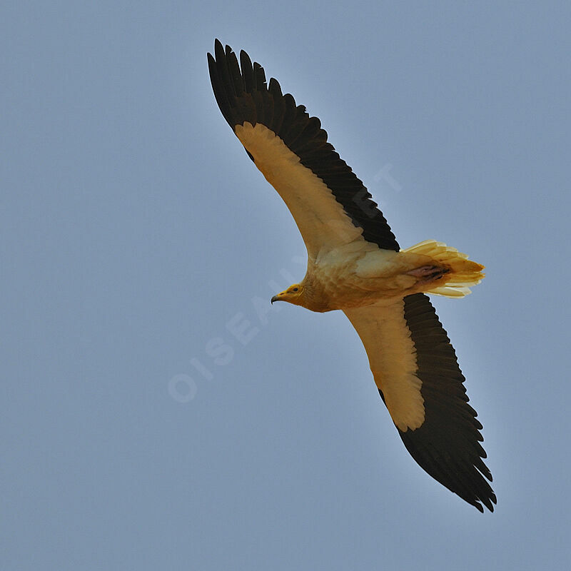 Egyptian Vulture, Flight