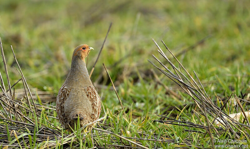 Grey Partridgeadult, identification, Behaviour