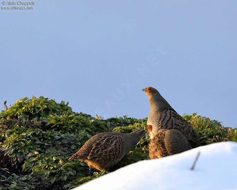 Grey Partridge adult, identification, Reproduction-nesting, Behaviour