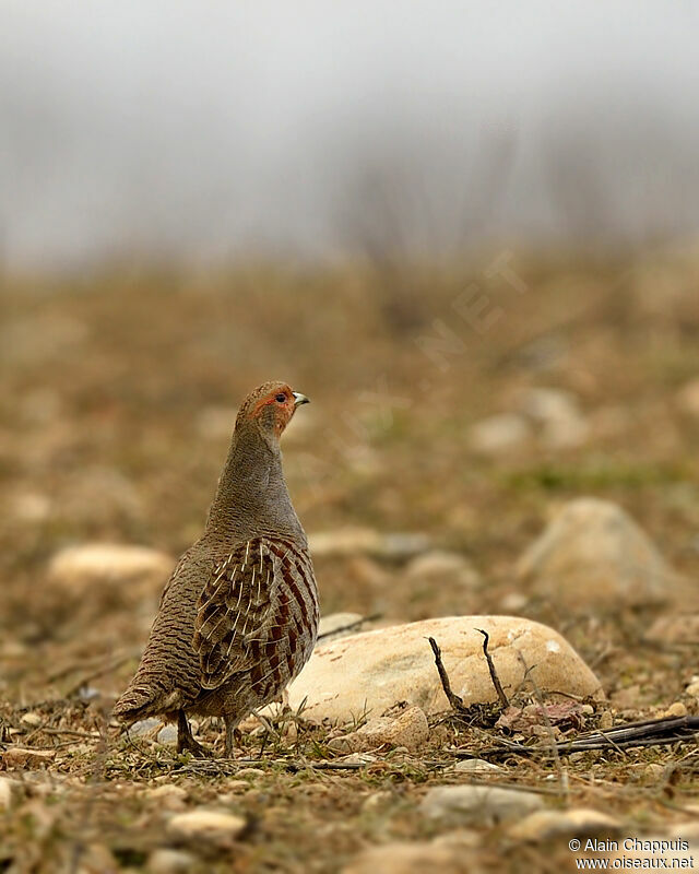 Perdrix griseadulte, identification, Comportement