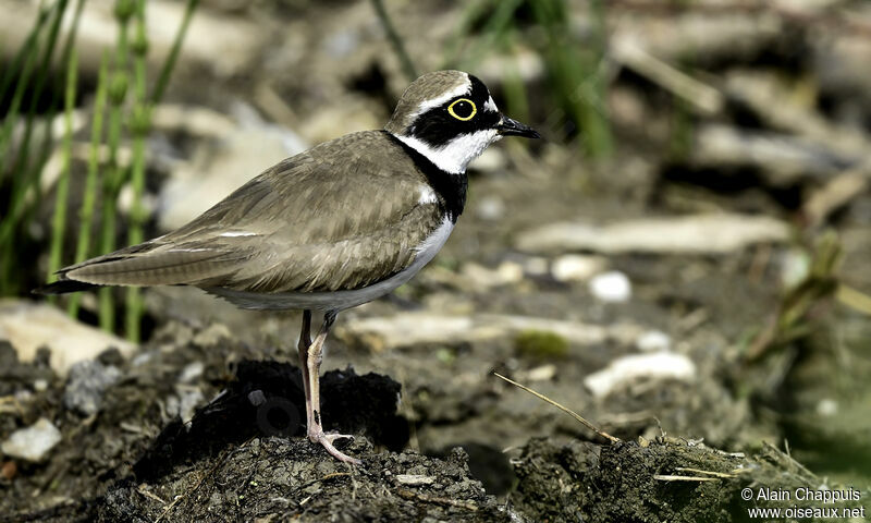 Little Ringed Ploveradult, identification, Behaviour