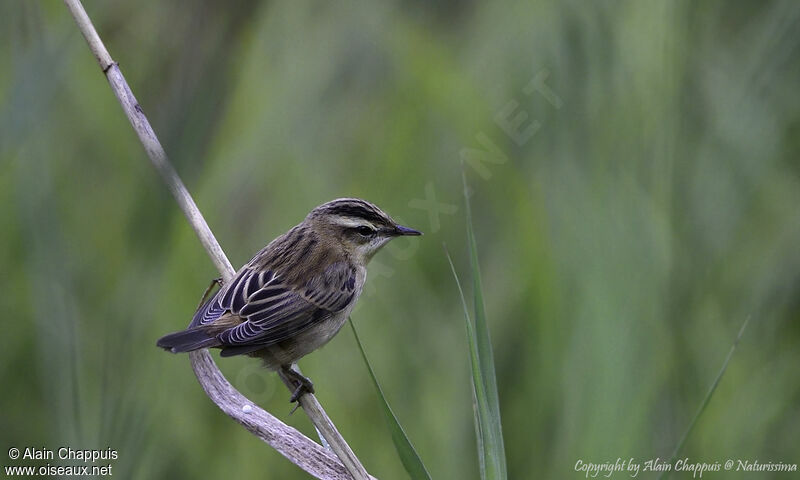 Sedge Warbler, identification, close-up portrait