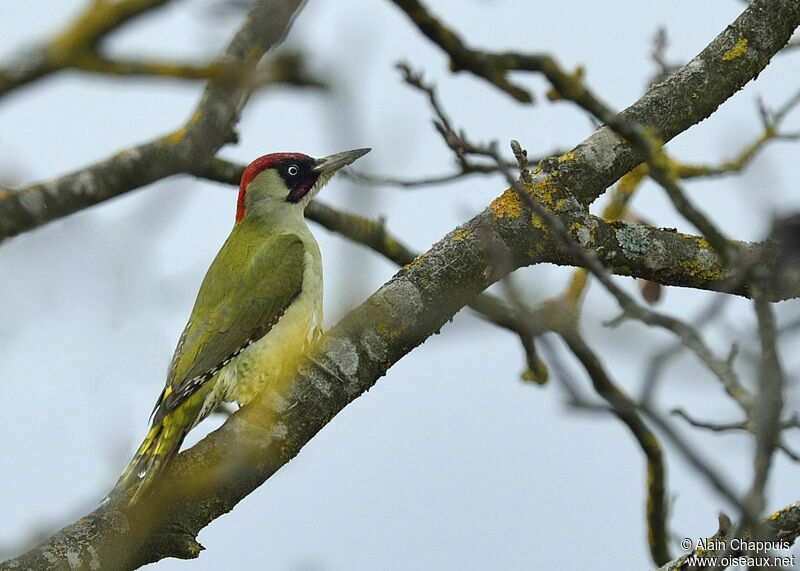 European Green Woodpecker male adult, identification, Behaviour