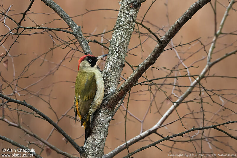 European Green Woodpecker female adult