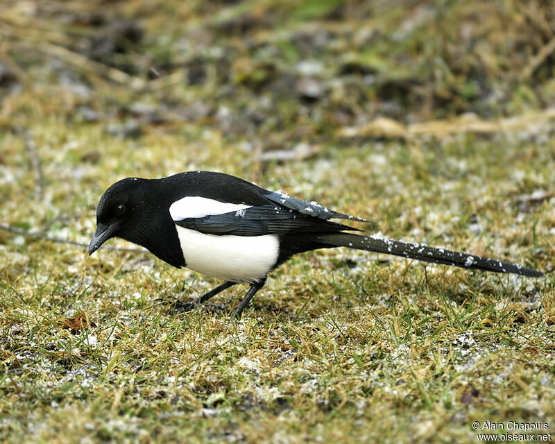 Pie bavardeadulte, identification