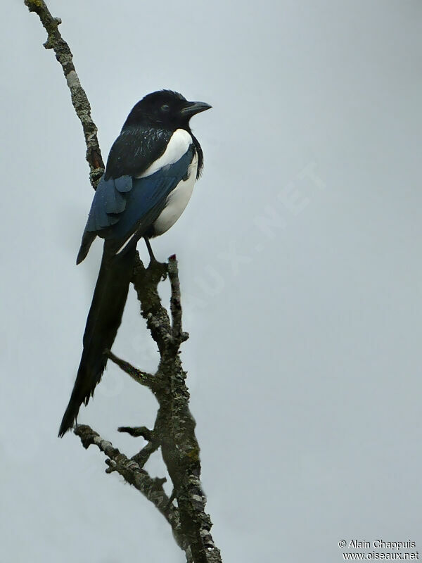 Eurasian Magpieadult, identification, Behaviour