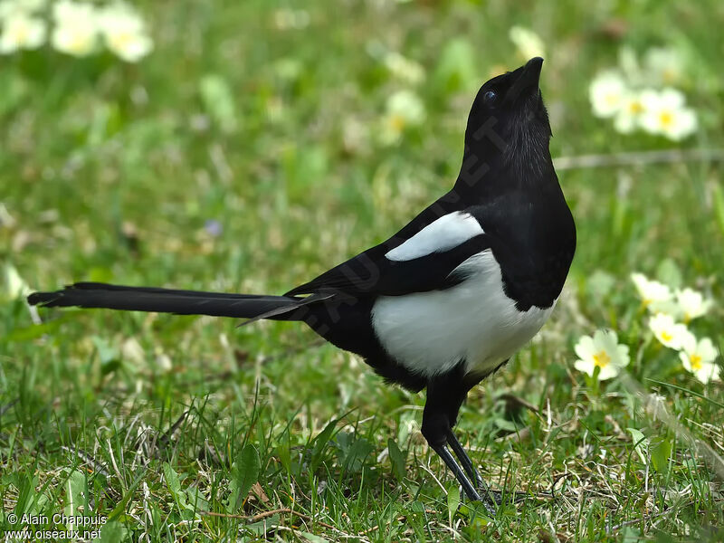 Pie bavardeadulte, identification, marche, mange