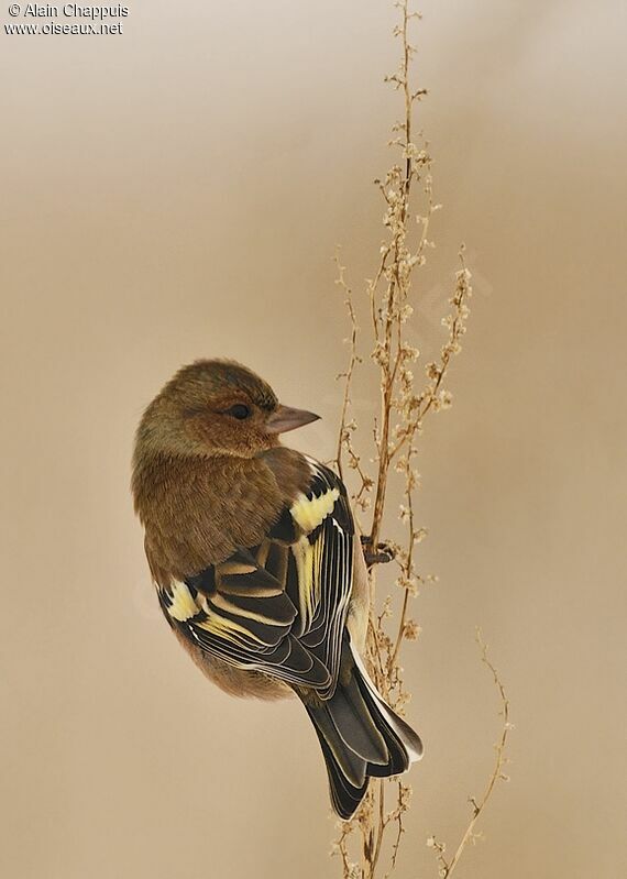 Eurasian Chaffinch male adult post breeding, identification, Behaviour