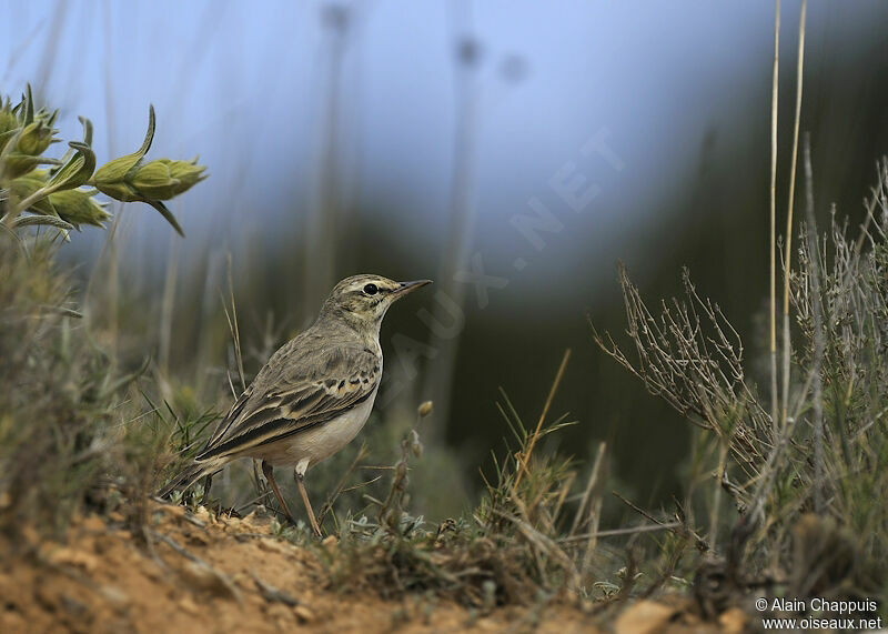 Pipit rousselineadulte, identification