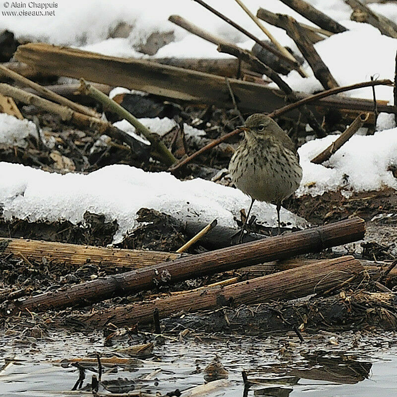 Water Pipitadult, identification, Behaviour