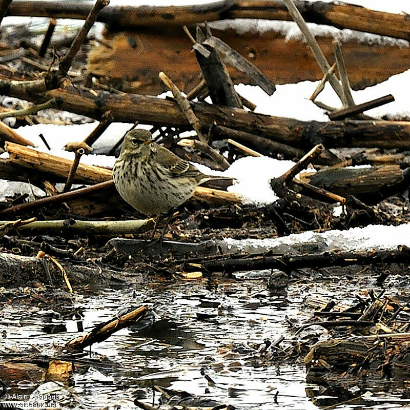 Water Pipitadult, identification