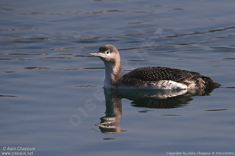 Red-throated Loonadult transition, identification, swimming