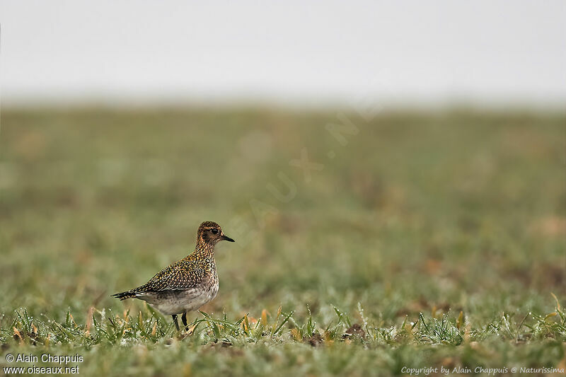 European Golden Ploveradult, identification, walking