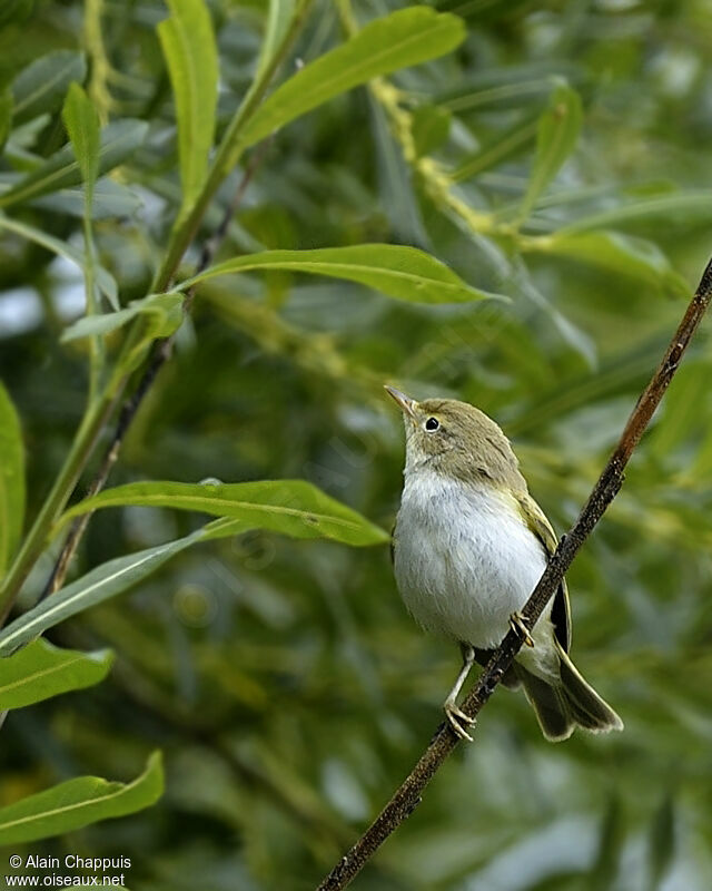 Western Bonelli's Warbleradult, identification, Behaviour