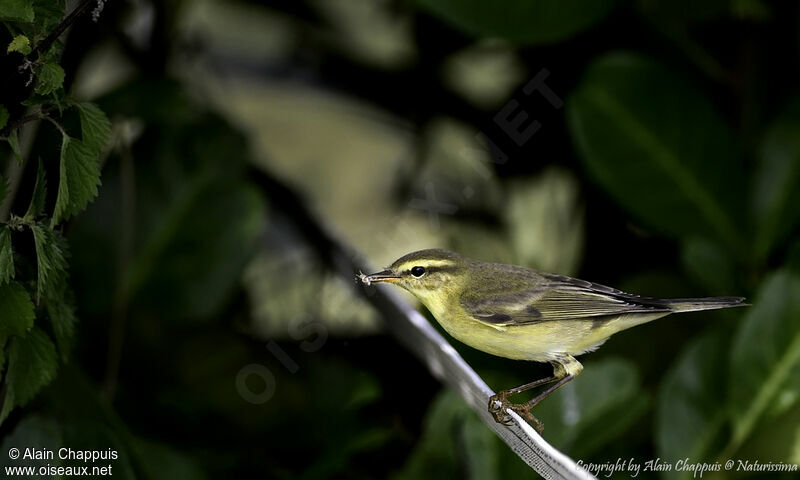 Willow Warbler, identification, close-up portrait, eats